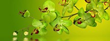 Orchidea Obraz zs18638